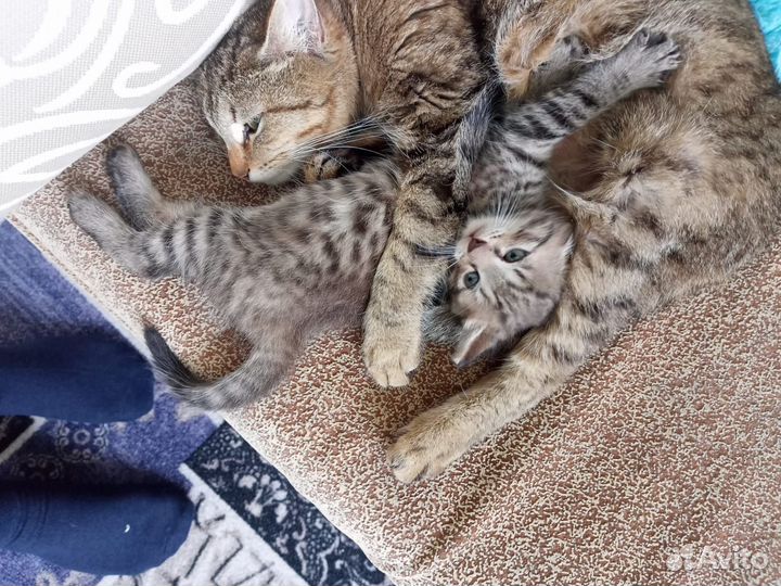 Кошка в дар бесплатно