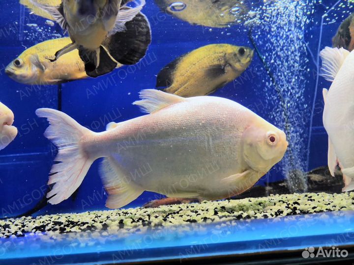 Пиранья Паку Альбинос (Colossoma brachypomus, C.b
