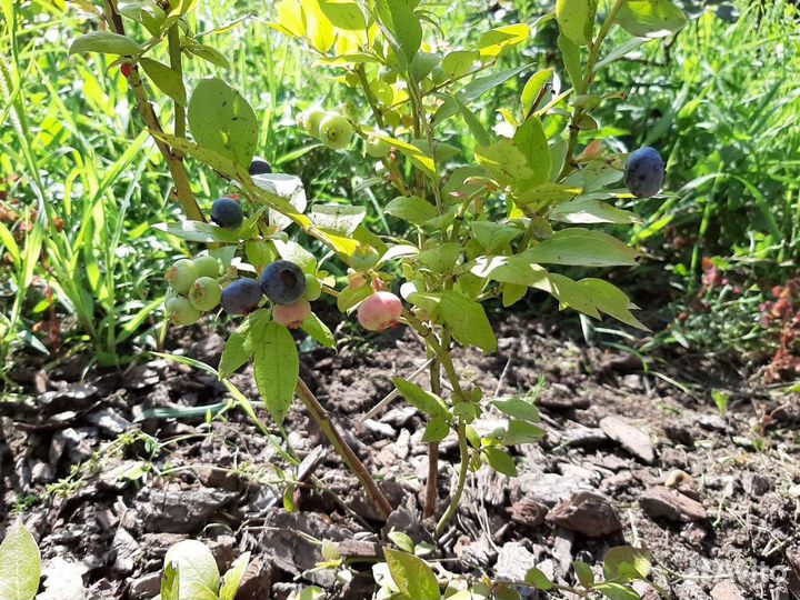 Саженцы голубики 2х 7 летки