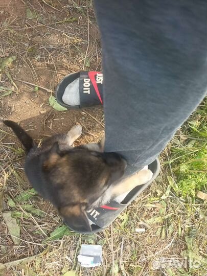 Отдам бесплатно в добрые руки