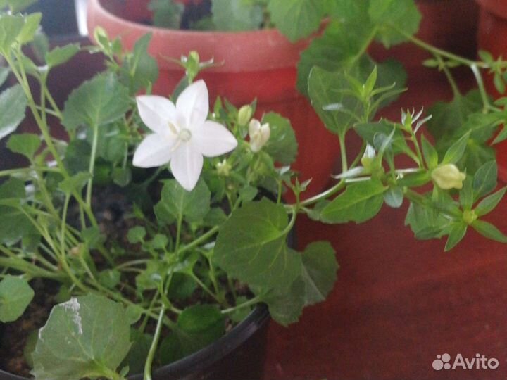 Кампанула невеста, жених цветущая