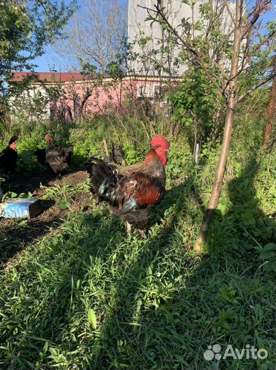 Инкубационное яйцо