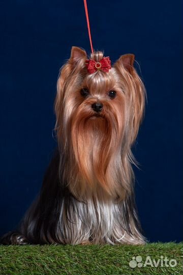 Йоркширский терьер