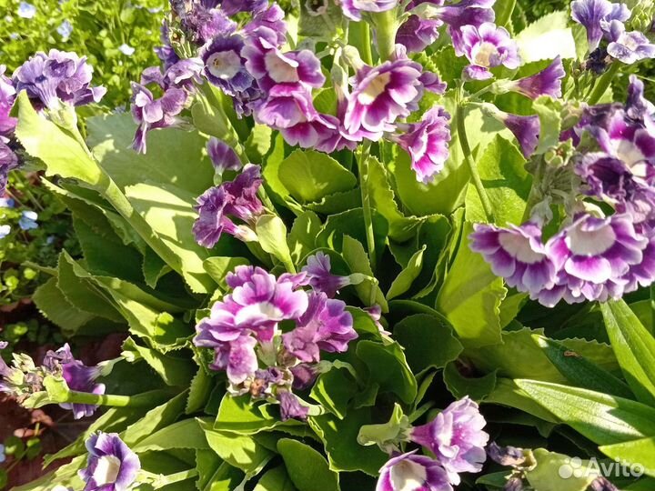 Цветы для сада