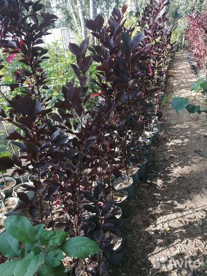 Черемуха краснолистная