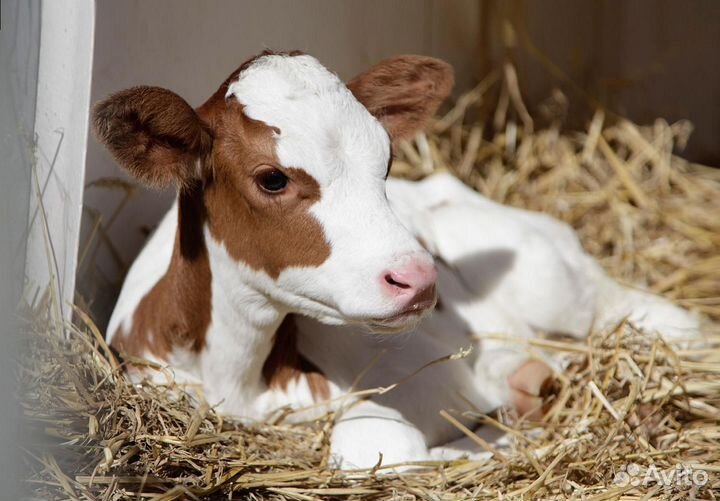 Продам телят
