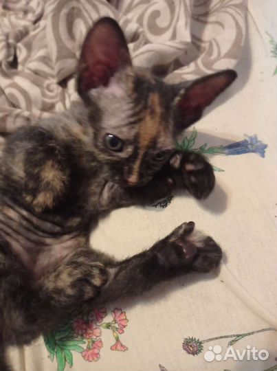 Котëнок