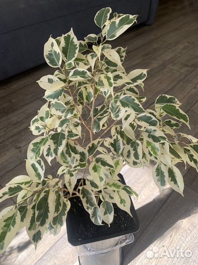 Фикусы Твилайт, Даниэль и т.д