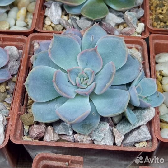 Суккуленты