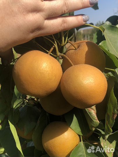 Саженцы сливы, персиков и груш