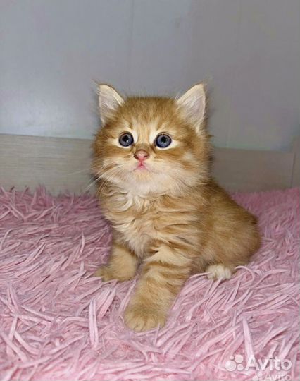 Шотландская вислоухая кошка