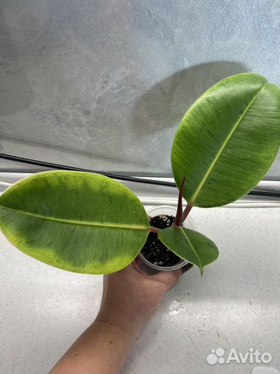 Фикус Шривериана