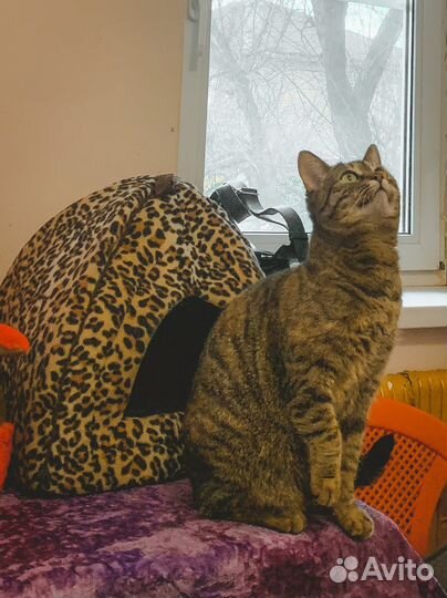 Кошка Олеся (из приюта)