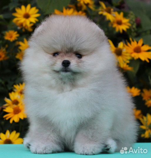 Шикарный кремовый мишка Тэдди