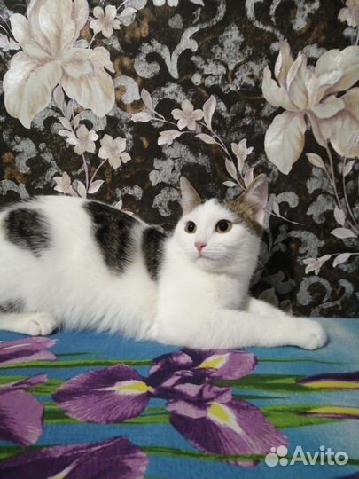 Отдам мышеловок