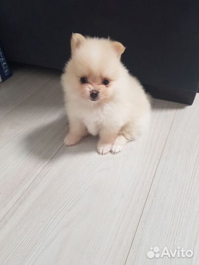 Щенки Шпица