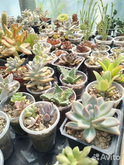 Суккуленты