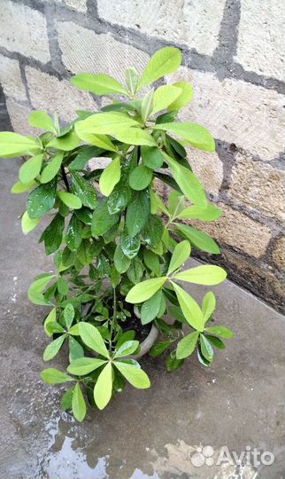 Алоэ и другие комн.растения