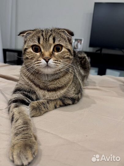 Шотландская вислоухая кошка вязка