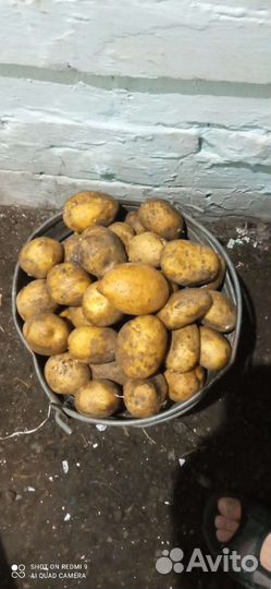 Продам картофель