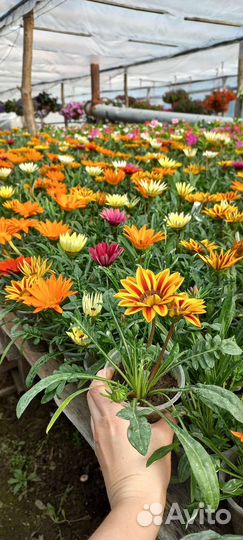 Продажа цветов