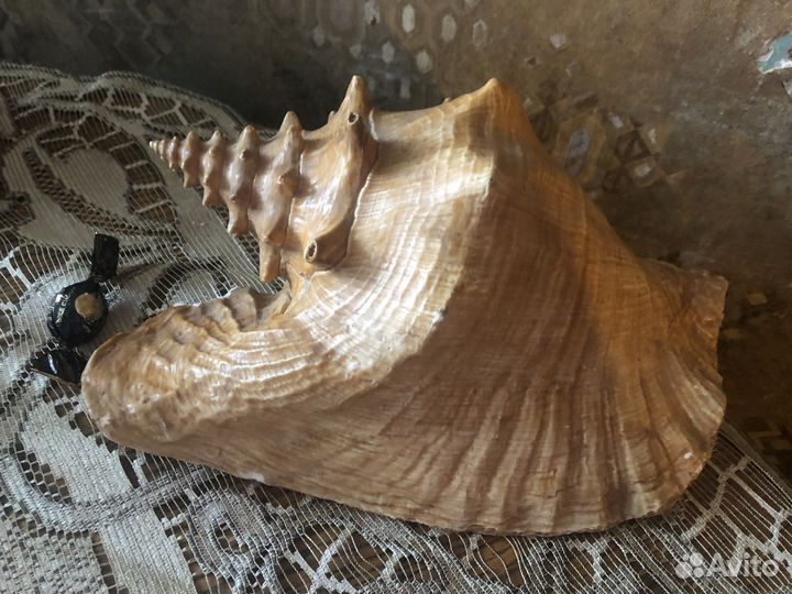 Ракушка