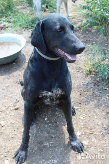 Метис лабрадора и курцхаара в добрые руки