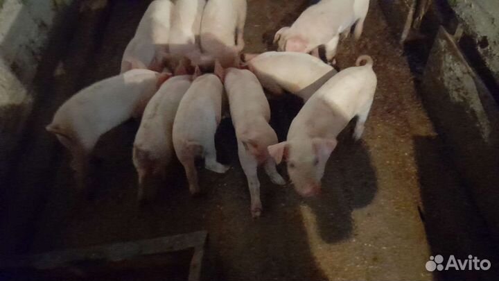 Поросенок ландрас