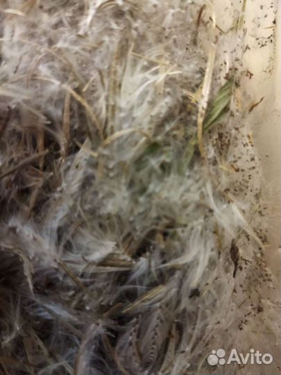 Семена иван-чая