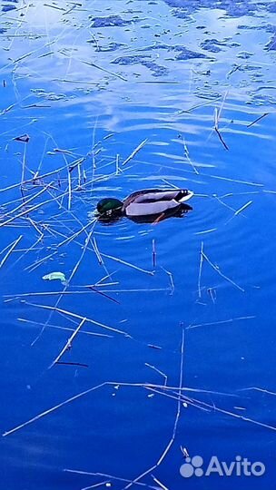 Амуниция для охоты