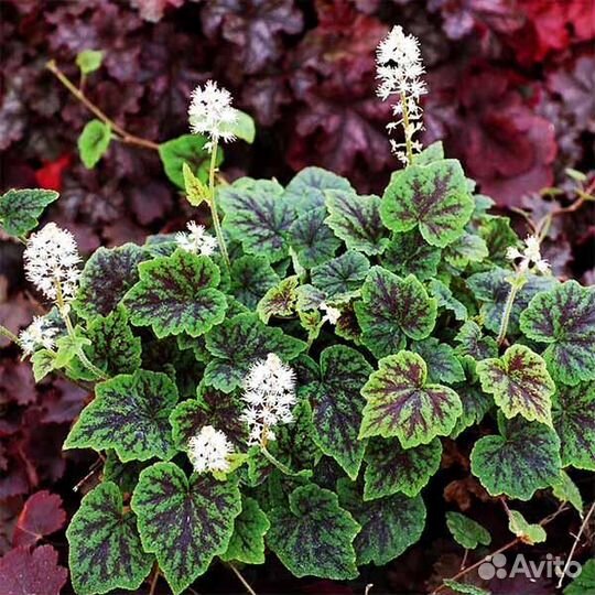 Многолетние почвопокровные растения