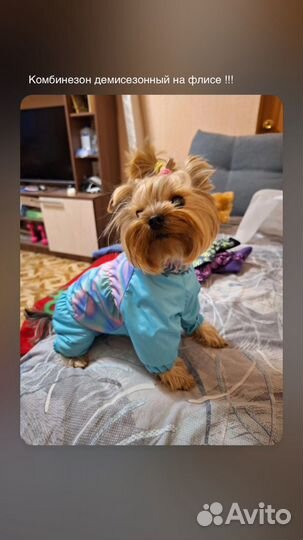 Одежда для собак