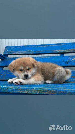 Продам щенков Акита Ину