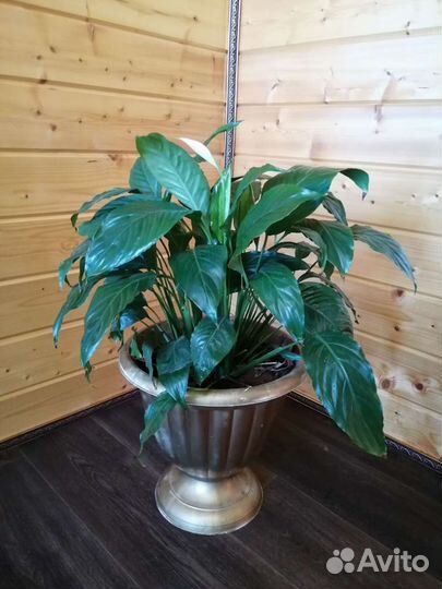 Спатифиллум