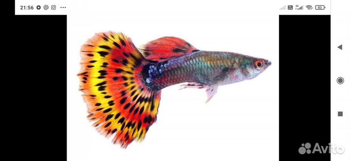 Гуппи, сомы, гурами