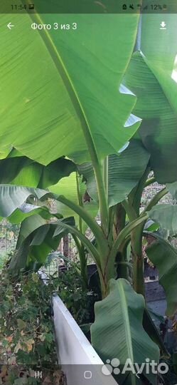 Банановая пальма бронь на июнь