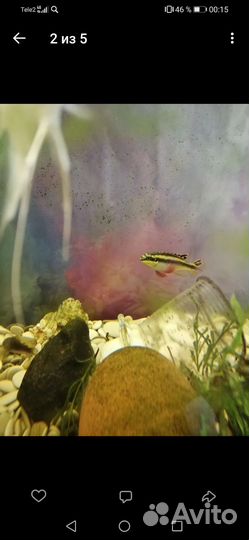 Аквариумные рыбки