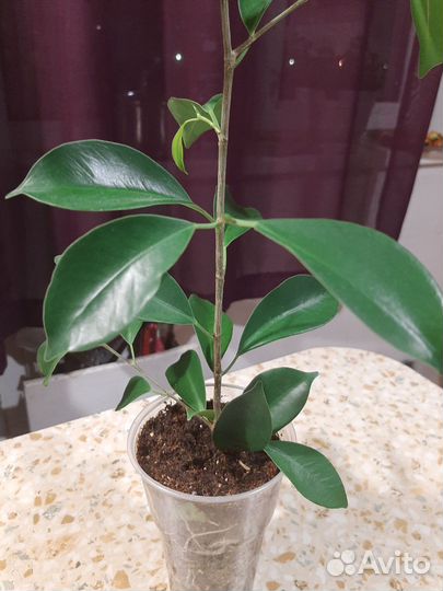 Фикус бенджамина