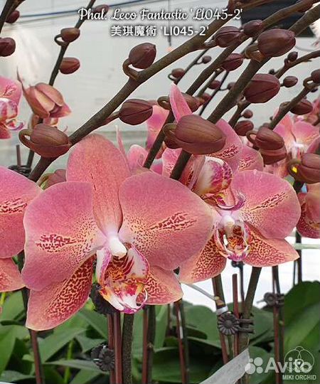 Орхидея фаленопсис, азиатские подростки