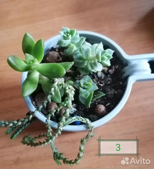 Суккуленты композиция 4 вида Подросли)