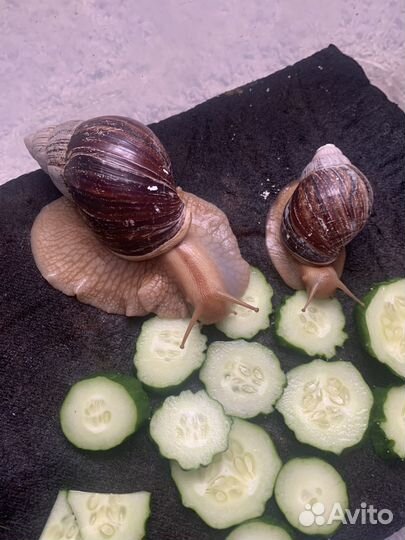 Улитки Ахатины