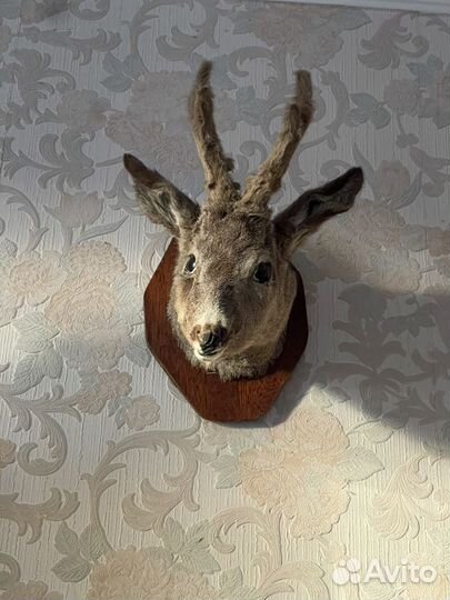 Чучела животных