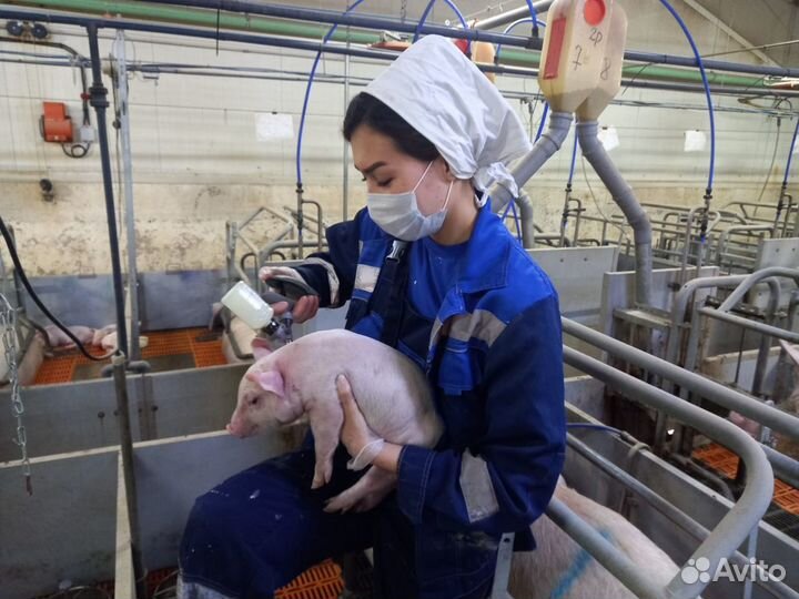 Ветеринарный врач