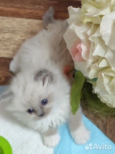 Регдолл котята от 28.09