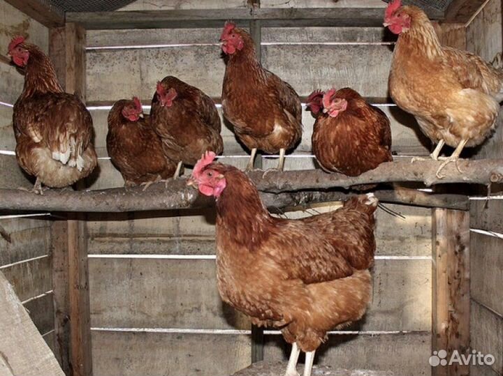 Куры молодки