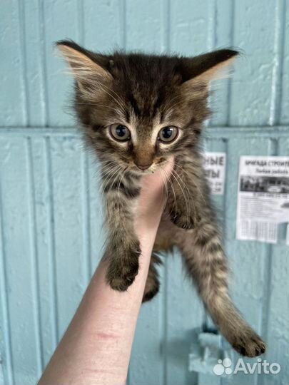 Котенок в дар