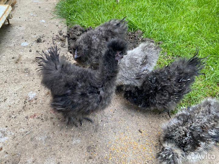 Петух китайский шелковый