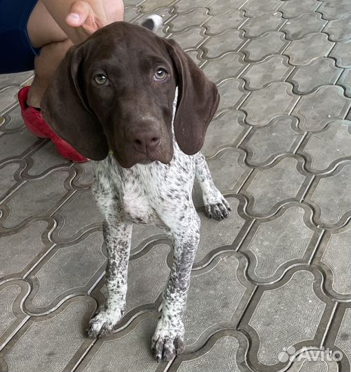 Щенок Курцхаар