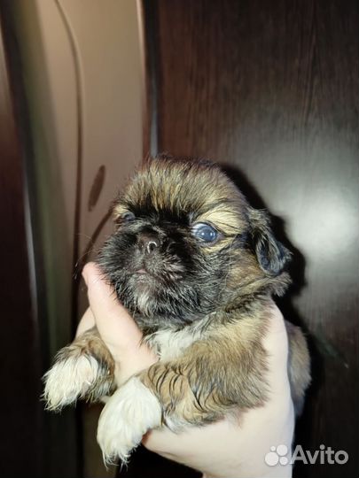 Щенки пекинеса