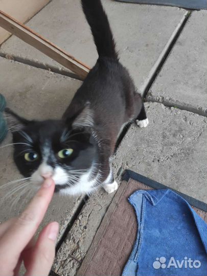 Котик Прошка в добрые руки